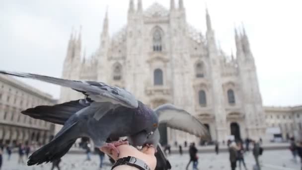 Palomas en la antigua plaza de Europa — Vídeo de stock