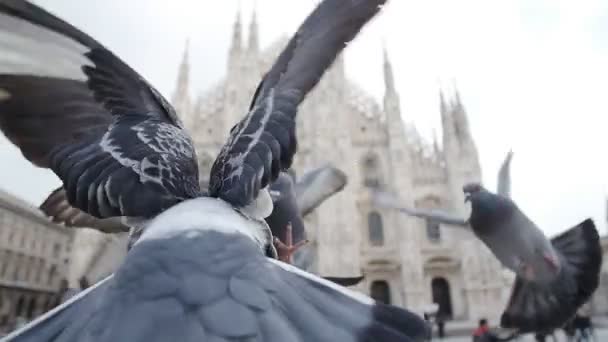 Pombos na velha praça da Europa — Vídeo de Stock