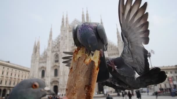 Las palomas comen pan en la Catedral del Duomo Milán — Vídeo de stock