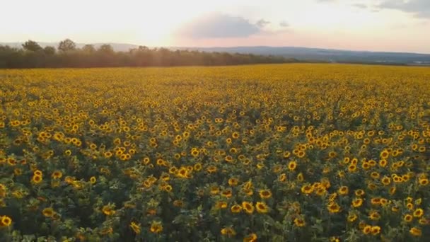 Campo de girasol desde arriba. Disparo aéreo — Vídeos de Stock