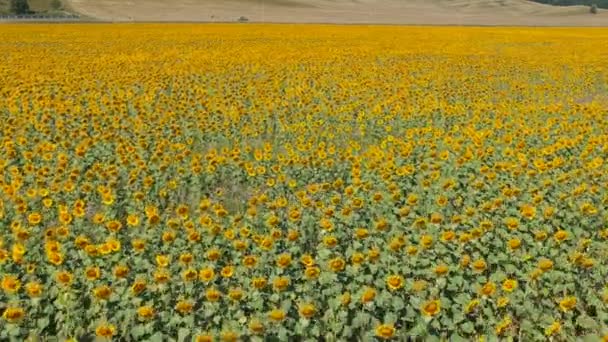 Sunflower field from above. Aerial shot — Stock Video