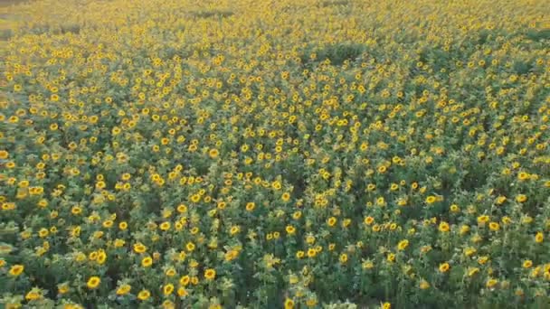 Concepto agrícola. Campo de tiro aéreo de girasoles en verano . — Vídeos de Stock