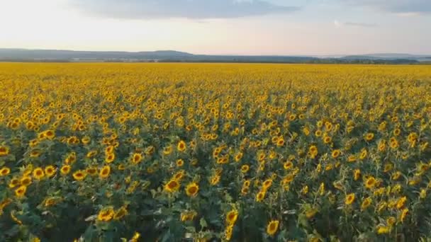 Concept d'agriculture. Champ aérien de tournesols en été . — Video