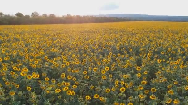 Koncepcja rolnictwa. Antenowe fotografowania pola słoneczników w lecie. — Wideo stockowe