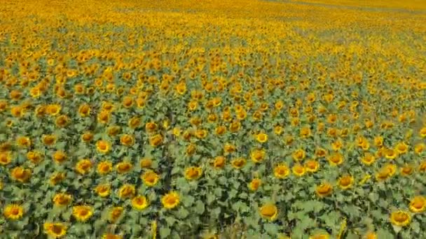 Concepto agrícola. Campo de tiro aéreo de girasoles en verano . — Vídeos de Stock