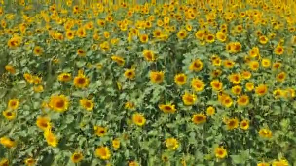 Landbouw concept. Luchtfoto schieten veld met zonnebloemen in de zomer. — Stockvideo