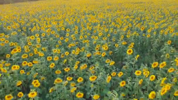 Agriculture concept. Sunflower field in sunny day. Drone aerial view — Stock Video