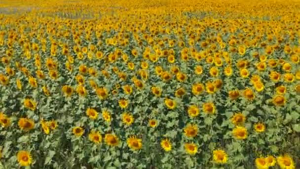 Landwirtschaftskonzept. Sonnenblumenfeld bei sonnigem Tag. Drohnen-Luftbild — Stockvideo