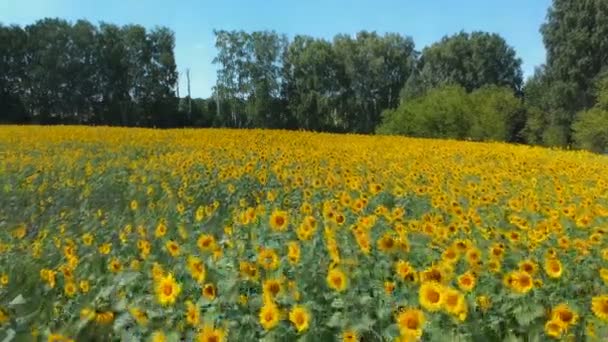 Concetto agricolo. Campo di girasole nella giornata di sole. Vista aerea drone — Video Stock