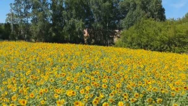 Landbouw concept. Zonnebloem veld in zonnige dag. Luchtfoto van de drone — Stockvideo