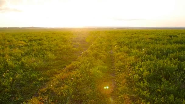 Strada di campagna nel campo contro il tramonto — Video Stock