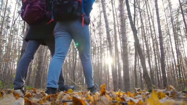 Hiking and Backpacking concept. Young Couple of travelers walking in forest in autumn day — Stock Video