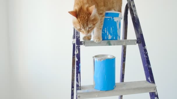 Concept of renovation and painting in a new apartment. Red funny cat sitting near a can of paint — Stock Video