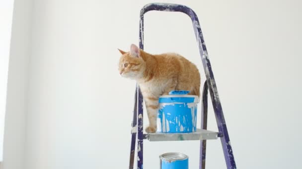 Concept of renovation and painting in a new apartment. Red funny cat sitting near a can of paint — Stock Video