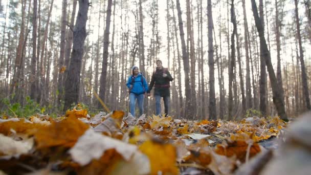 Konzept von Wandern und Naturreisen. Junges Wandererpaar im Herbst im Wald — Stockvideo