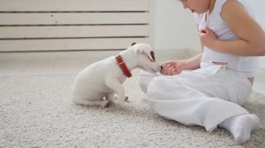 Evde beslenen hayvan kavramı. Sevimli kız beyaz iç bir köpek vasıl ev ile oynarken