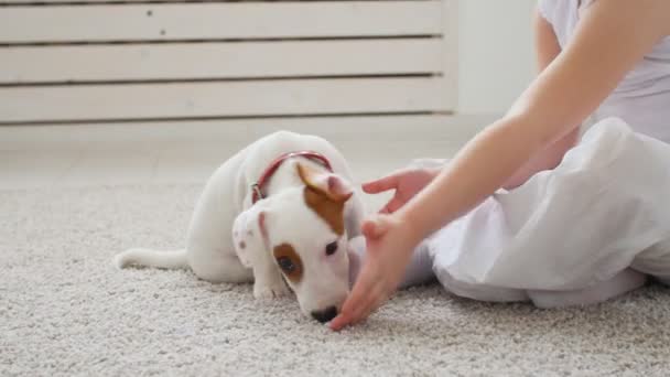 Concetto animale domestico. Ragazza carina che gioca con un cane a casa in interni bianchi — Video Stock