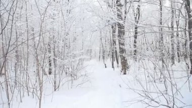 Kış Ormanında Karla Kaplanmış Ağaçlar