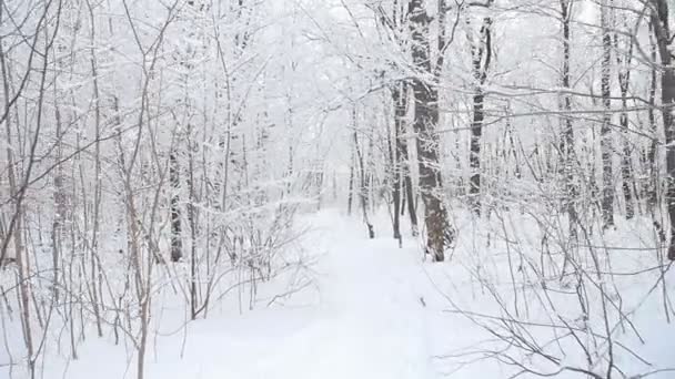 Met sneeuw bedekte bomen in het winterwoud — Stockvideo
