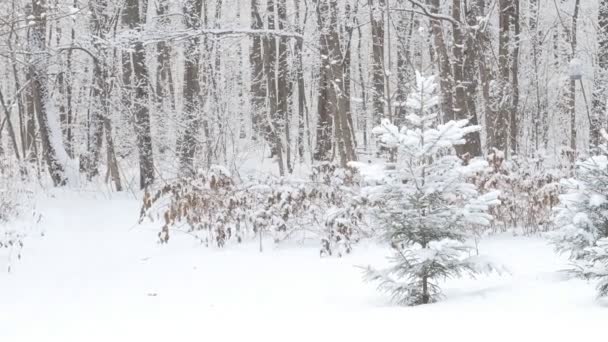 Met sneeuw bedekte bomen in het winterwoud — Stockvideo