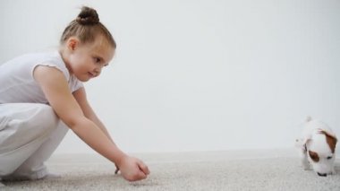 Evde beslenen hayvan kavramı. Küçük şirin bir köpek Jack Russell Terrier parlak bir odada kızla