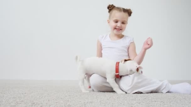 Concepto de mascota. Chica con un pequeño perro lindo Jack Russell Terrier en una habitación luminosa — Vídeo de stock