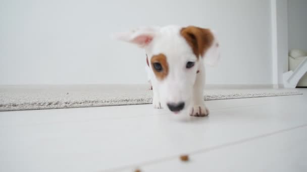 Kleines Mädchen mit Hund spielt zu Hause auf der Matte im weißen Interieur — Stockvideo