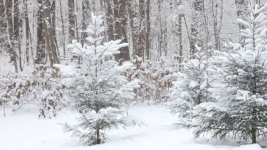 Güzel kış karlı ormanı