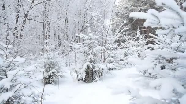 Vackra Vinter Snöig Vit Skog — Stockvideo