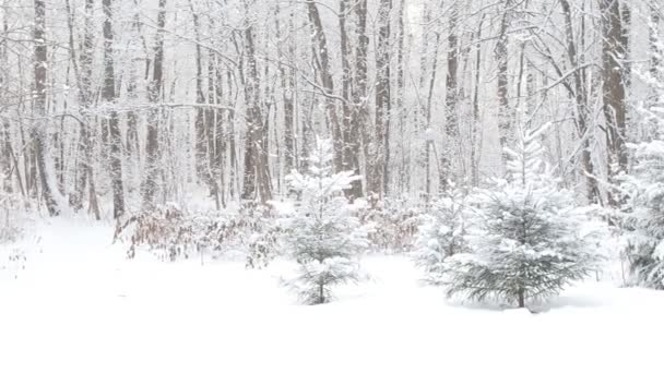 Bonito inverno floresta nevada — Vídeo de Stock