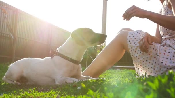 Dostluk ve evcil hayvan kavramı. Mutlu genç kadın ve köpek çimenlerde eğleniyor — Stok video