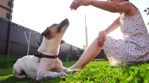 Concepto de mascotas y recreación al aire libre. Mujer joven jugando con el perro Jack Russell Terrier — Vídeos de Stock