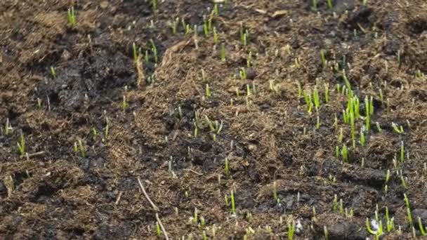 Concepto de agricultura y plantas. Brotes de hierba jóvenes crecen del suelo — Vídeos de Stock