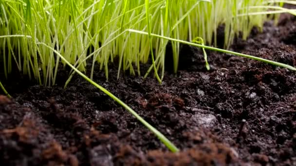 Hierba verde fresca en tierra fértil — Vídeos de Stock