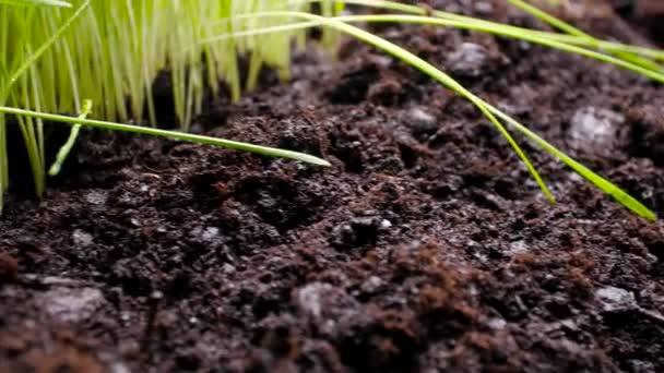 Čerstvá zelená tráva na úrodné půdě — Stock video