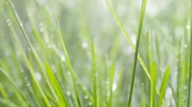 Çimleri sulıyor. Su damlaları taze yeşil çimenlerin üzerine düşer.