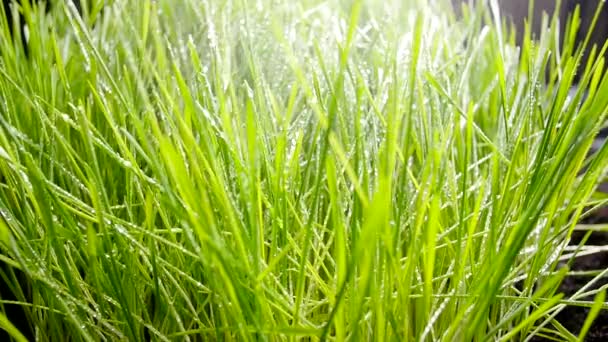 Riego de la hierba. Gotas de agua caen sobre hierba verde fresca — Vídeos de Stock