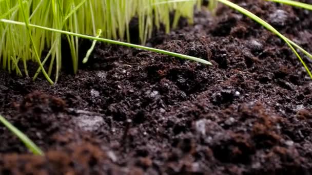 Konzept der Landwirtschaft und des Gartenbaus. frische, grüne und fruchtbare landwirtschaftliche Pflanzen — Stockvideo