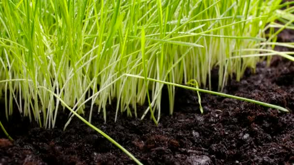 Concepto de agricultura y jardinería. Plantas agrícolas frescas, verdes y fértiles — Vídeo de stock