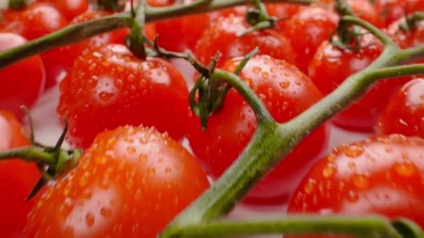 Beautiful juicy cherry tomatoes on a branch — Stock Video