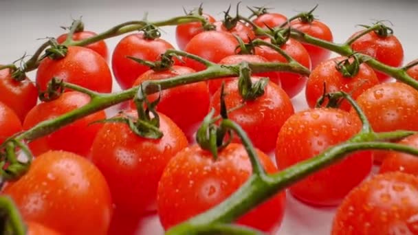 Hermosos tomates cherry jugosos en una rama — Vídeos de Stock