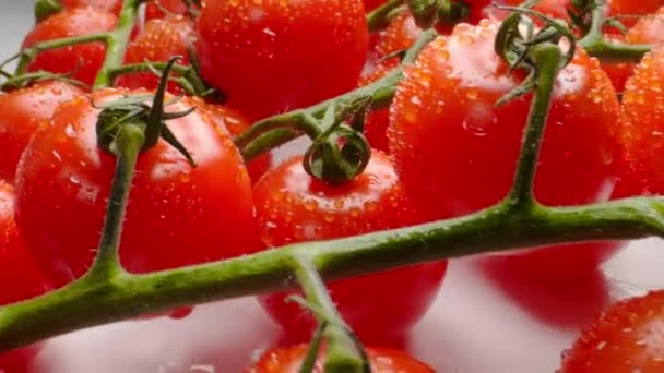 Красивые сочные помидоры черри на ветке — стоковое видео