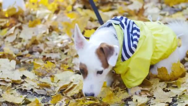 Симпатичный пес Джек Рассел на улице — стоковое видео