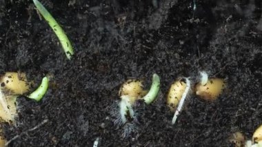 Makroda buğday filizlendirme zamanı