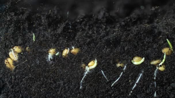 Timelapse tournage de la germination du blé en macro — Video