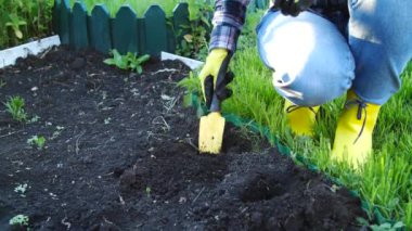 Hobi konsepti. Genç fideleri eken kadın