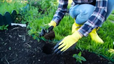 Hobi konsepti. Genç fideleri eken kadın