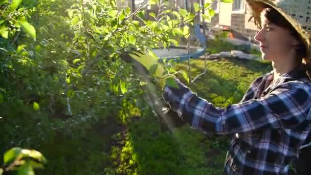 Concetto di hobby e vita di campagna. Giovane donna prendersi cura di alberi nel suo giardino — Video Stock