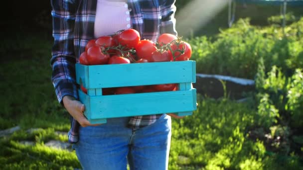 Conceito de hobbies e vida no campo. Mulher bonita segurando caixa de legumes frescos — Vídeo de Stock