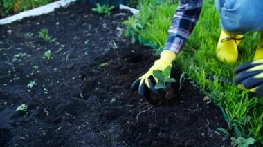 Hobi konsepti. Genç fideleri eken kadın